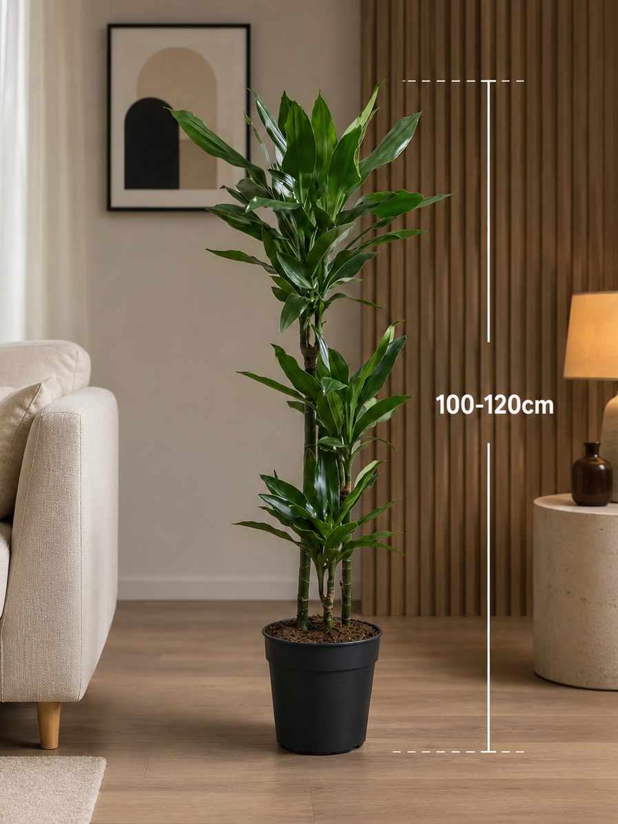 Jade Dragon Tree (Dracaena fragrans) - Indoor Plant