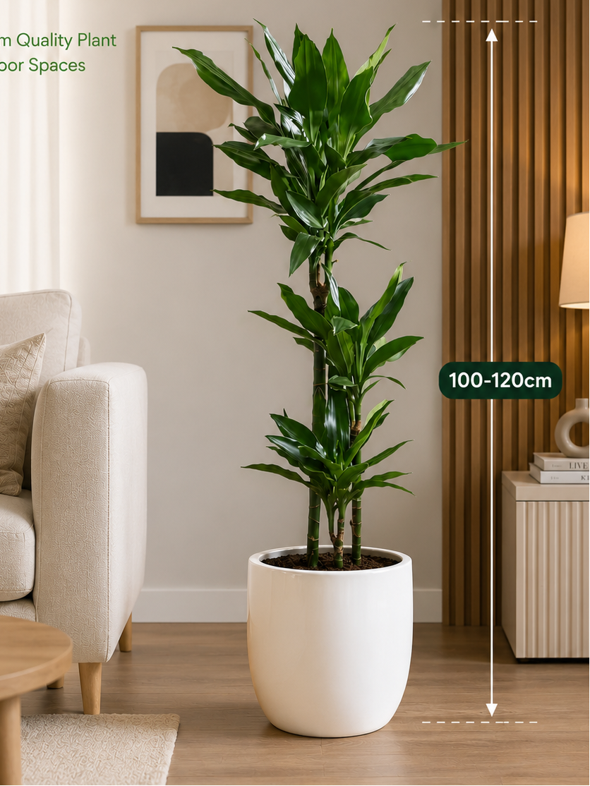Jade Dragon Tree (Dracaena fragrans) - Indoor Plant