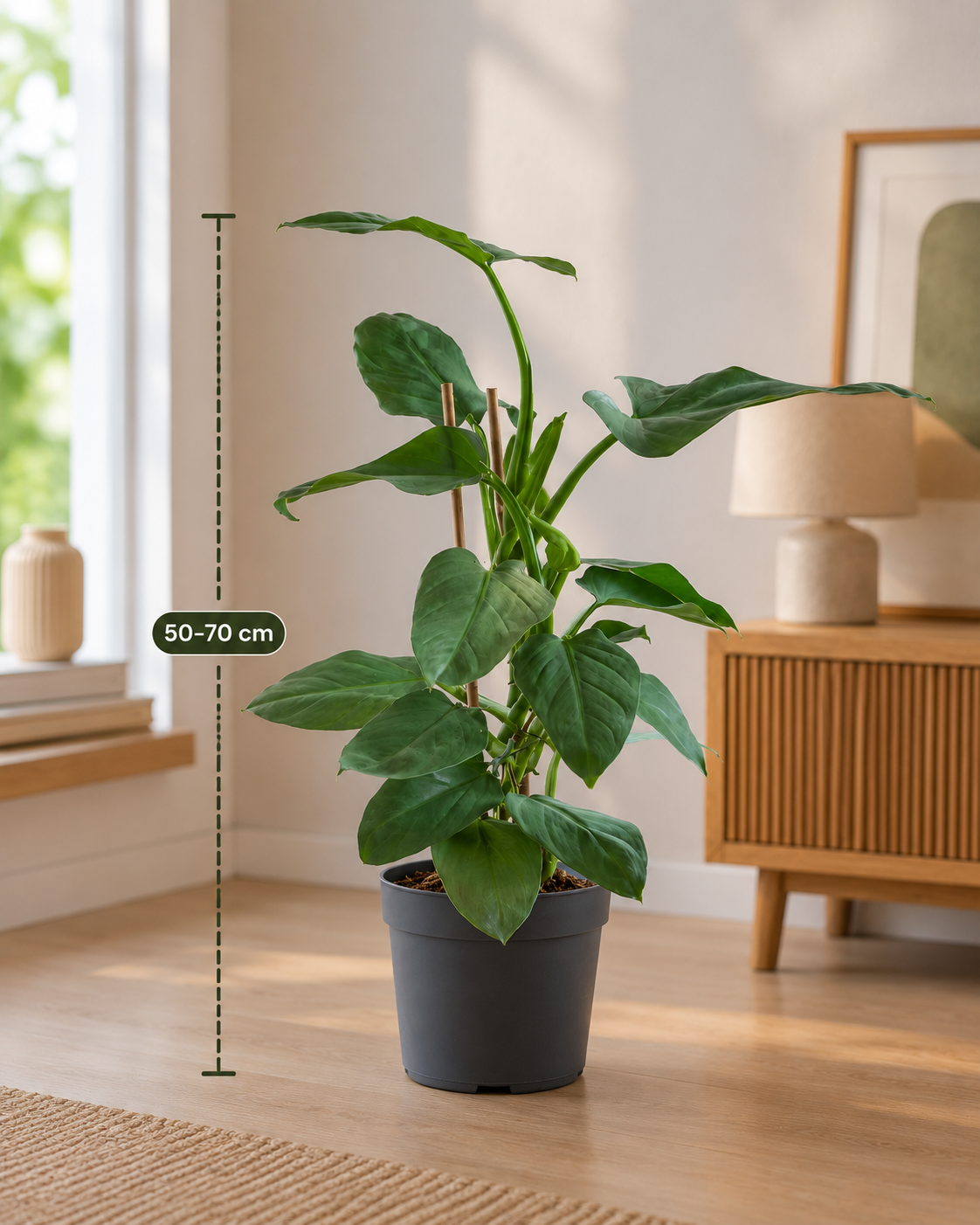 Philodendron Silver (Philodendron hastatum) - Indoor Plant