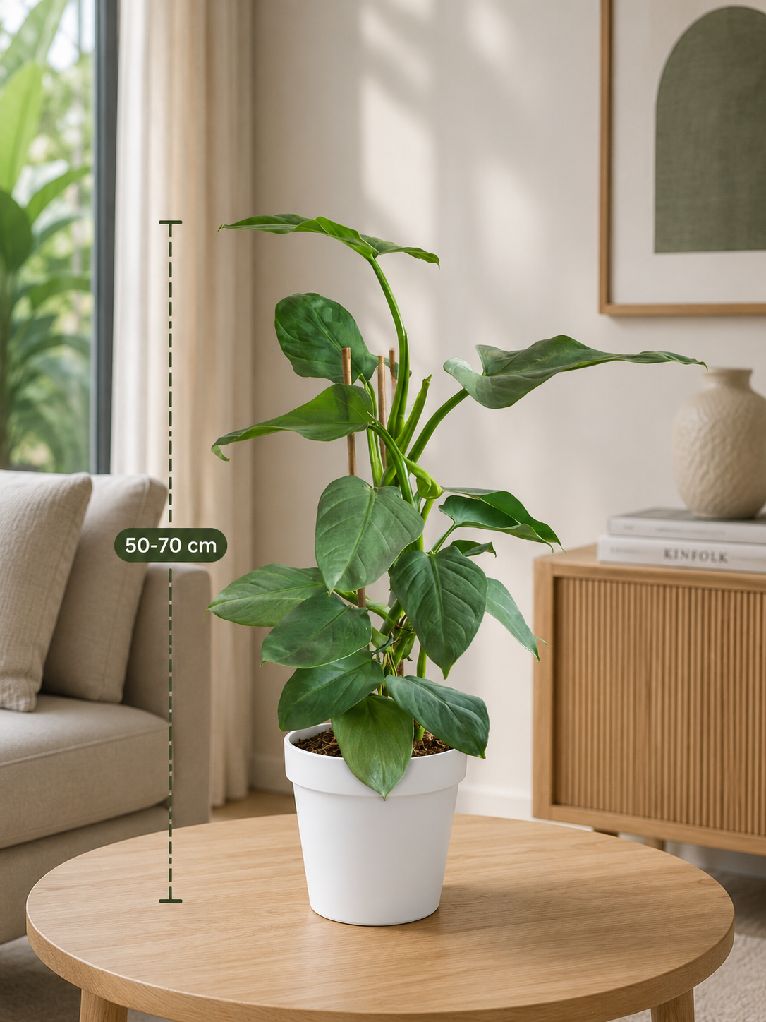 Philodendron Silver (Philodendron hastatum) - Indoor Plant