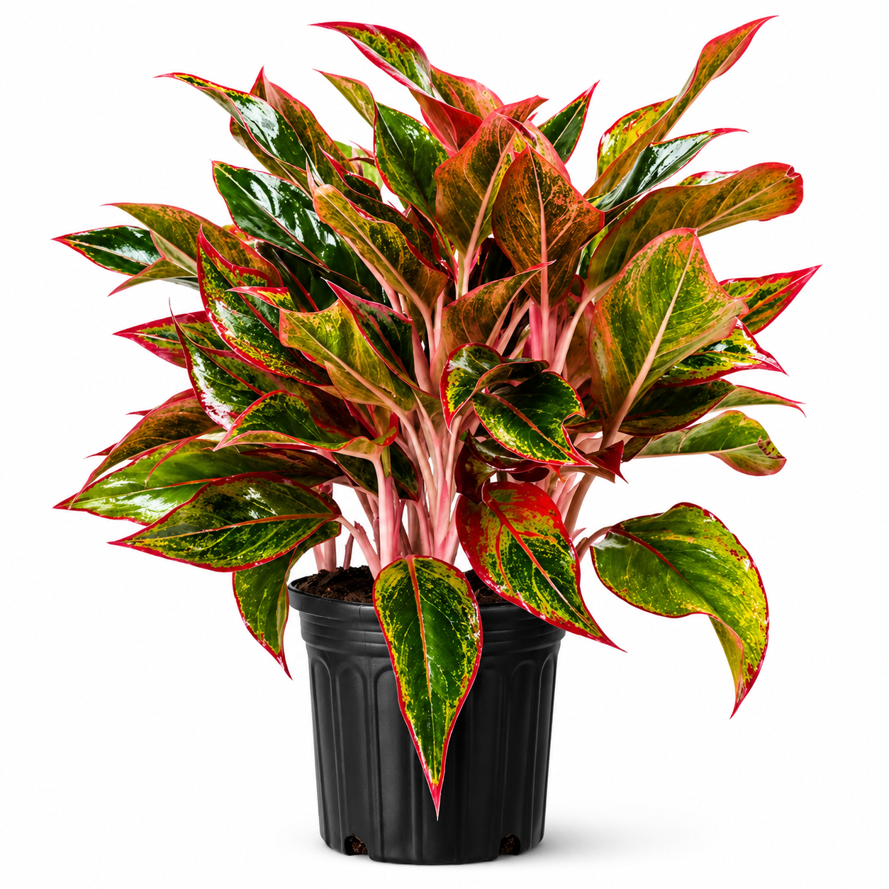 Aglaonema Red - Indoor Plant