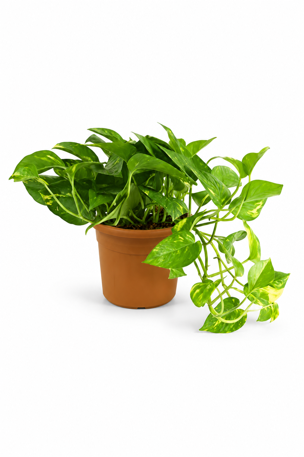 Golden Pothos – Epipremnum Aureum ( Money Plant )