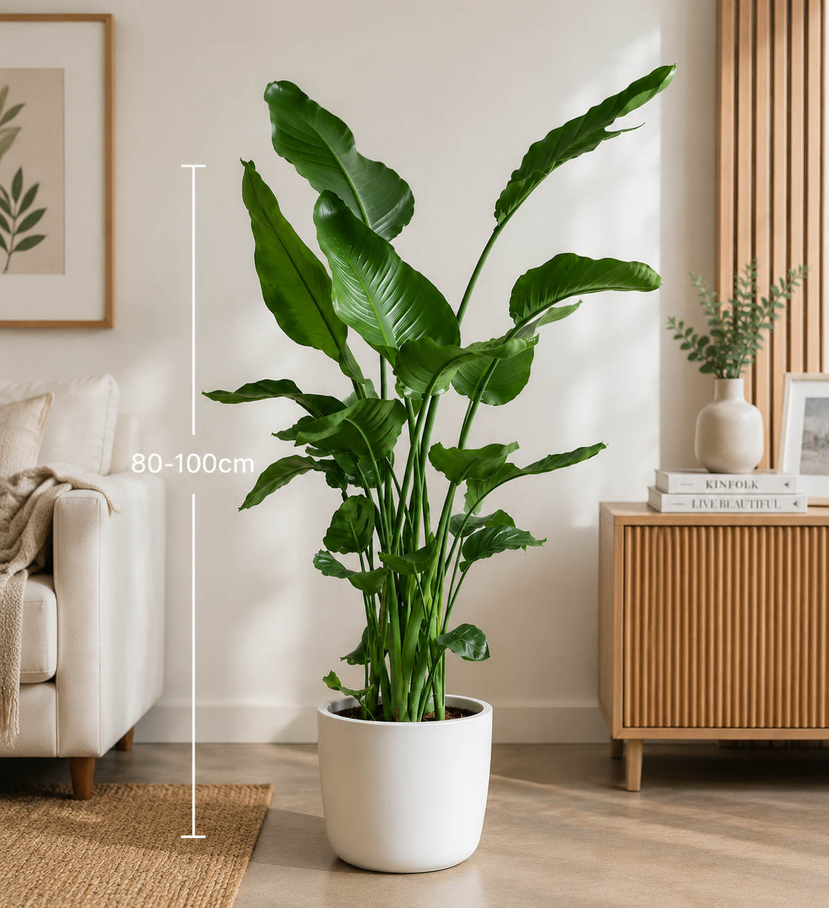Bird of Paradise (Strelitzia Nicolai) - Indoor Plants