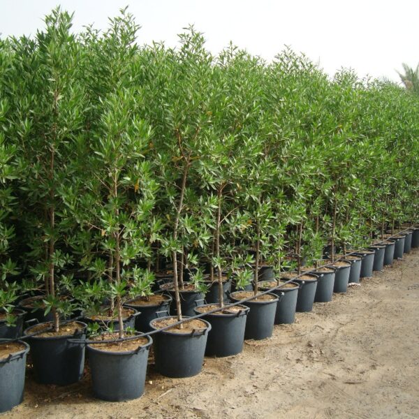 Conocarpus Erectus (Damas Tree)