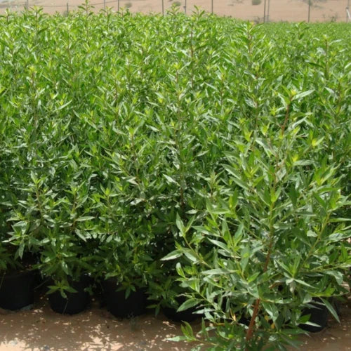 Conocarpus Erectus (Damas Tree)
