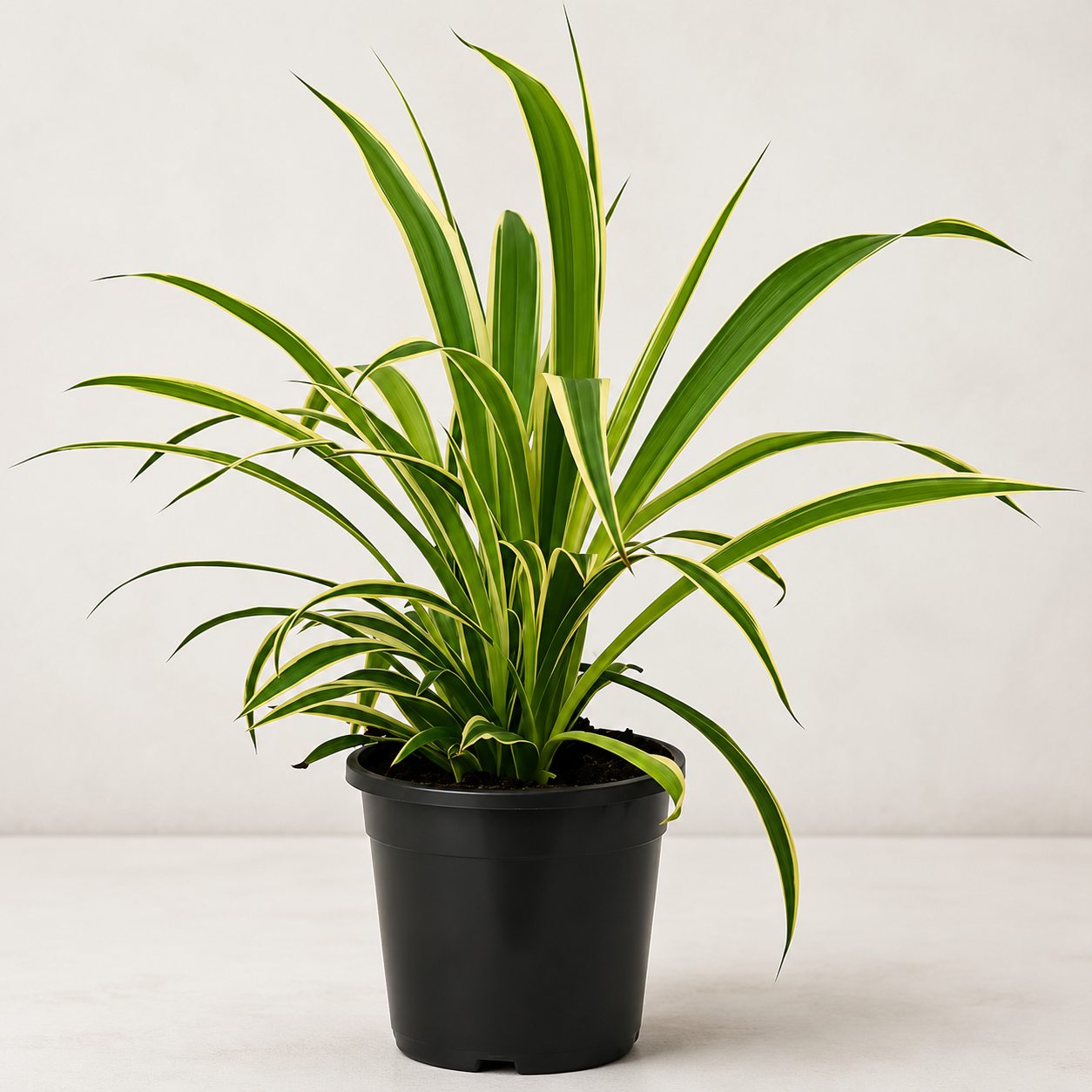 Dianella Tasmanica Variegata (Tasman Flax-lily)