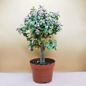 Portulacaria Afra – Indoor Flowering Plant (Elephant Bush)