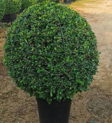 Shaped Plants
