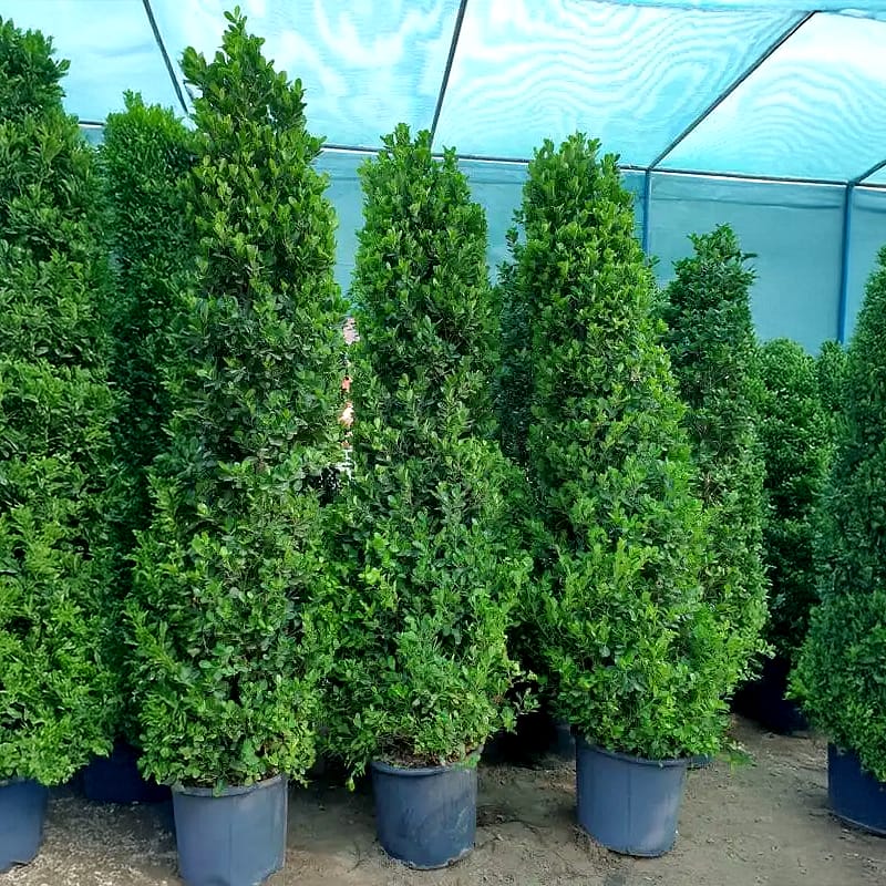 Ficus Diversifolia (Ficus Panda Cone Shape Plant )