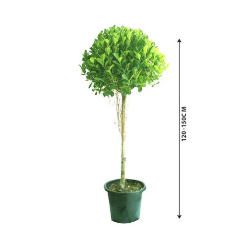 Ficus Panda (Ficus retusa) – Outdoor Plant