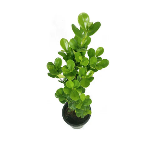 Ficus Panda Single Stem - Outdoor Plant