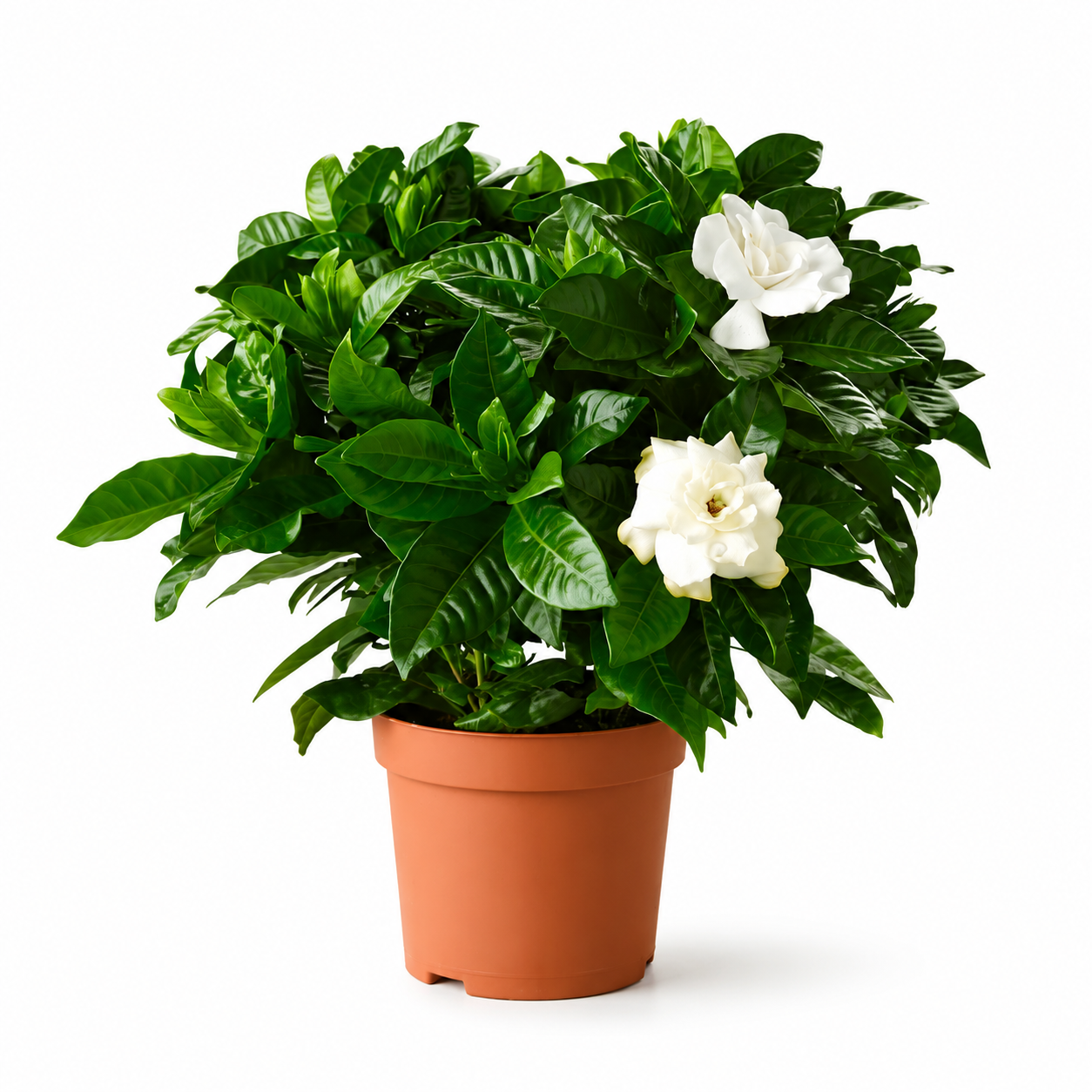 Gardenia-Cape Jasmine