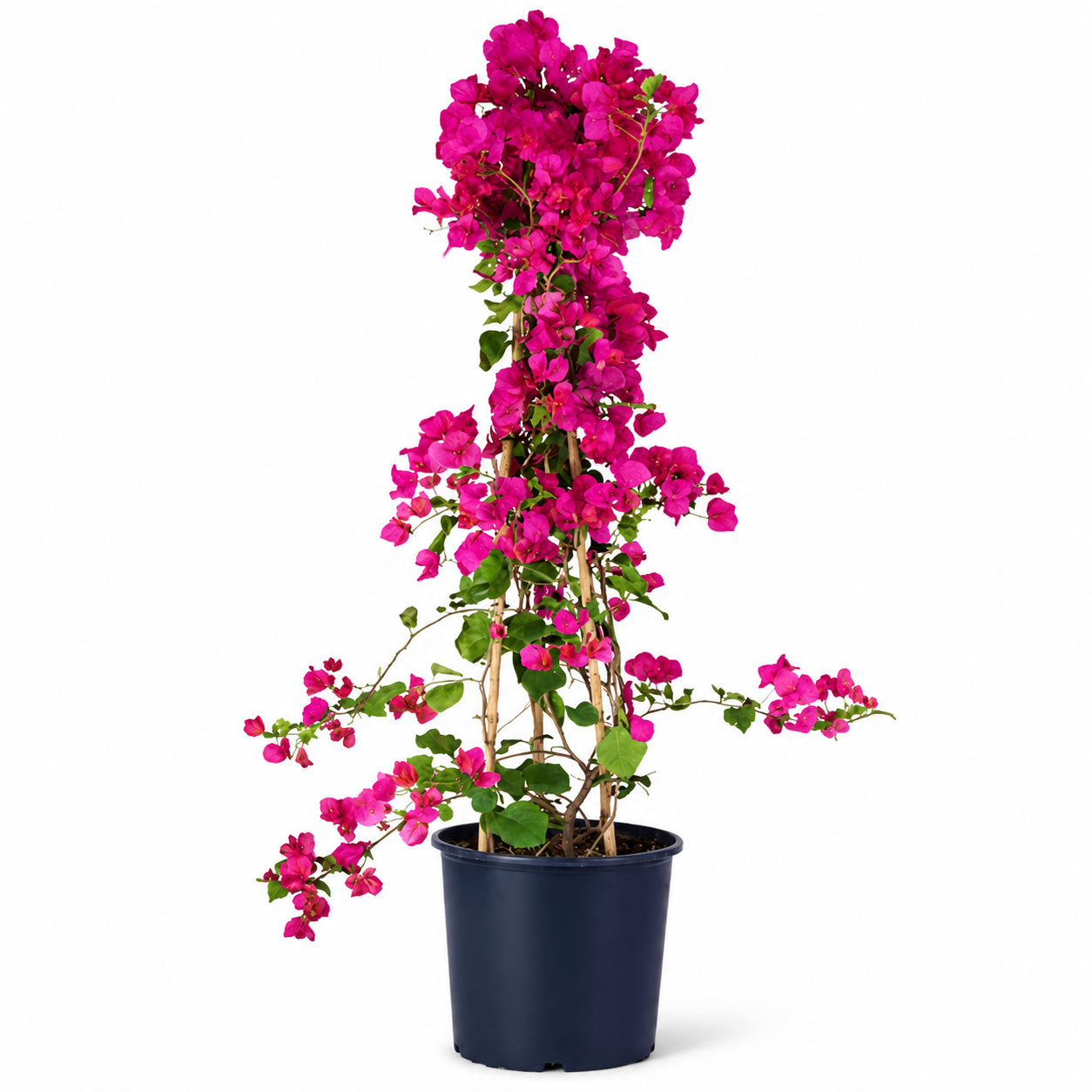 GreatBougainvillea_BougainvilleaSpectabilisdubai