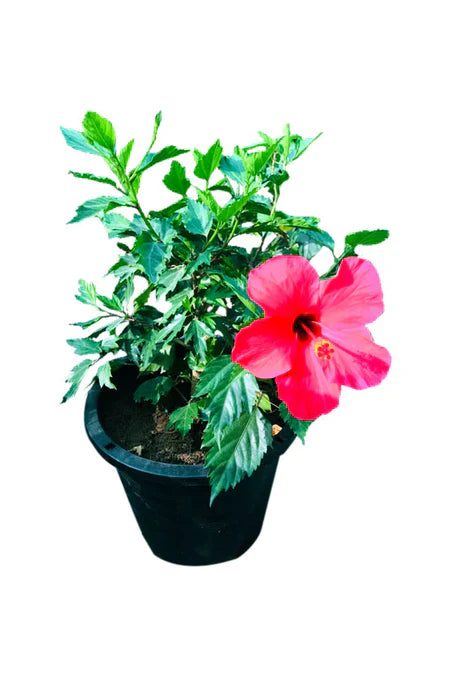 Hibiscus | Malvaceae | Outdoor Flowering Plant | Buy in Dubai UAE