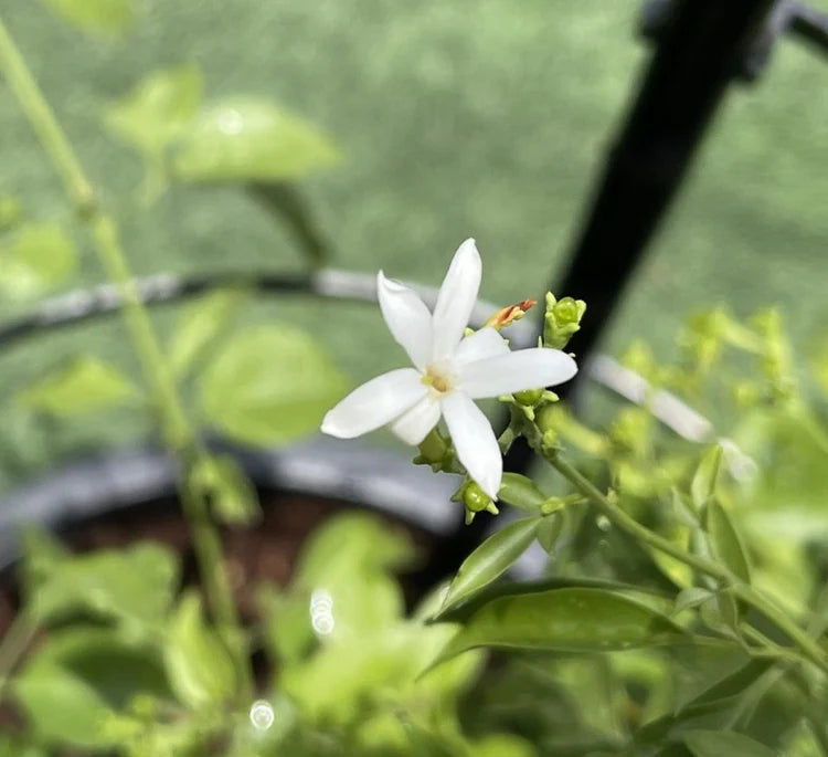 Jasmine Climber | Jasminum Grandiflora | Buy in Dubai UAE