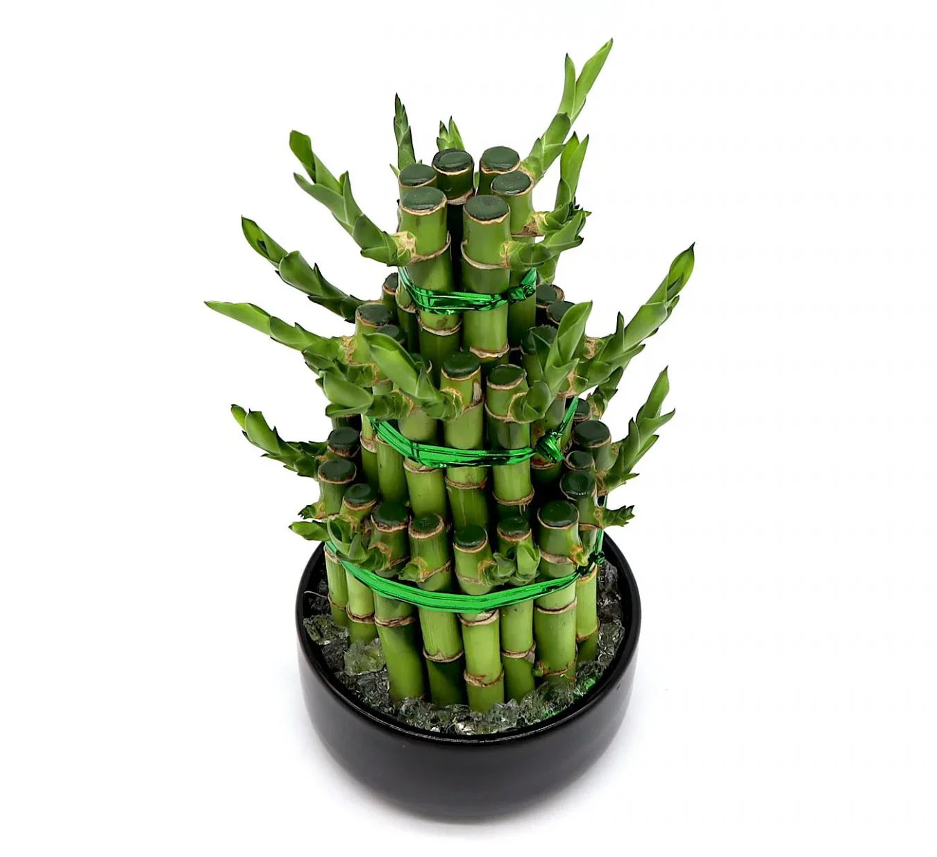 Indoor Lucky Bamboo Plant in Dubai