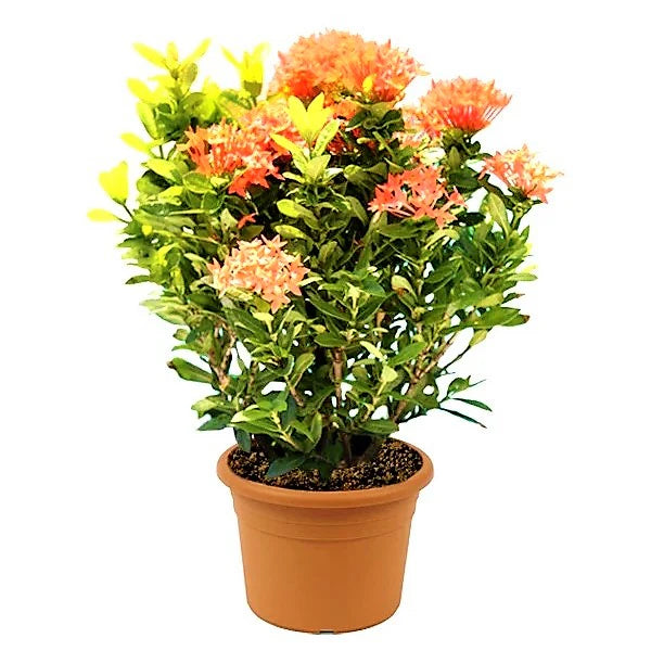 ixora flower dubai
