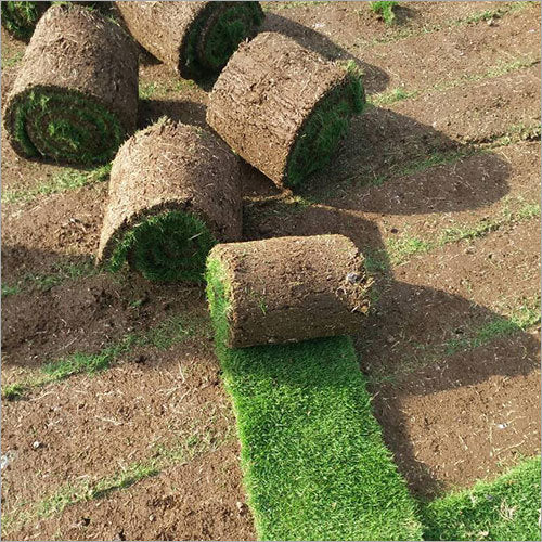 Natural Bermuda Grass Carpet (Price Per Square Meters)