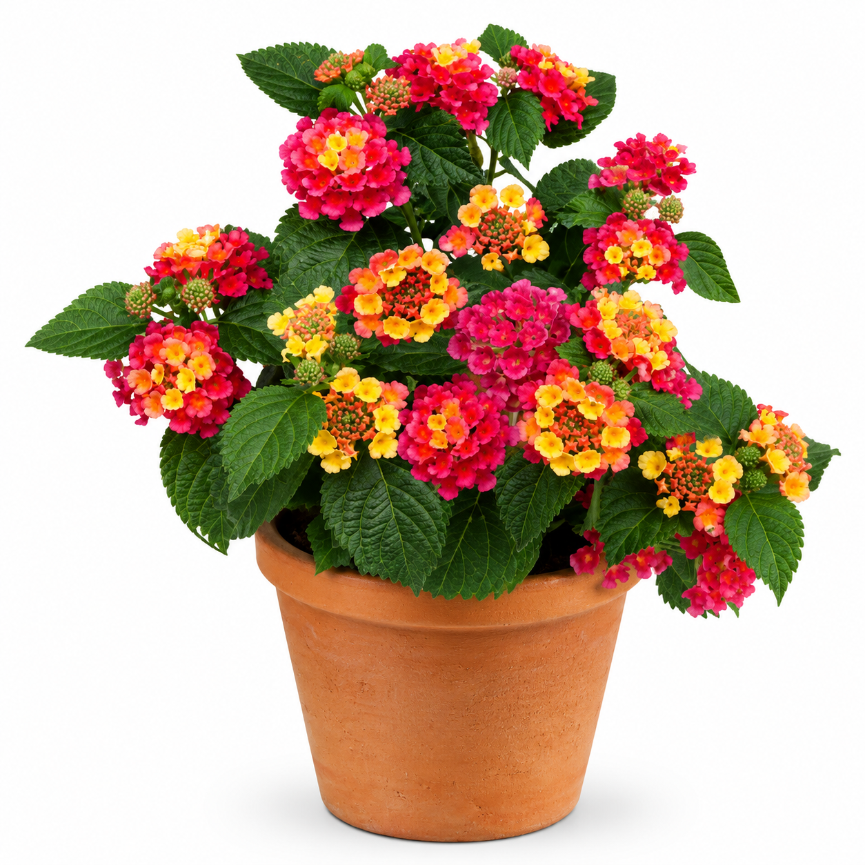 Lantana camara (Red Sage)