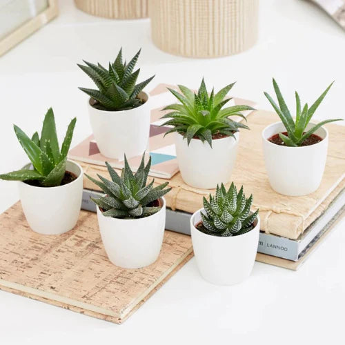 Mini Succulent  - Mini Haworthia Succulent 4–6cm per piece