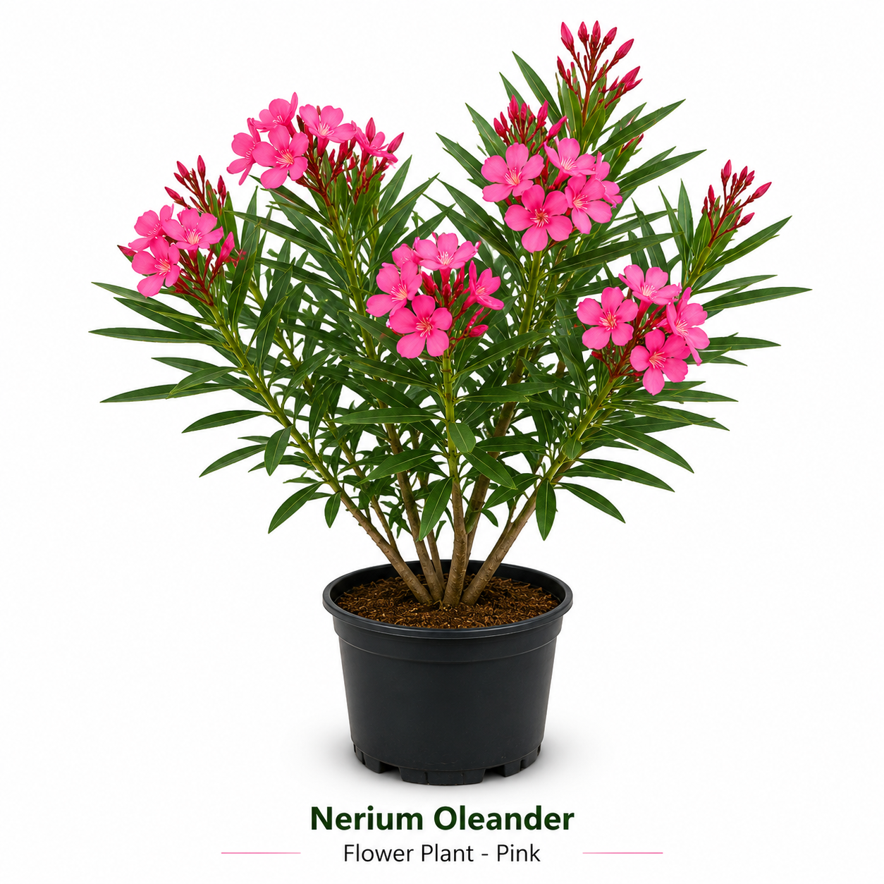Nerium Oleander Flower Plant - Pink