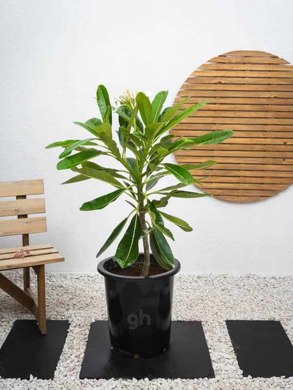Plumeria Obtusa | Frangipani Plant | Buy in Dubai UAE
