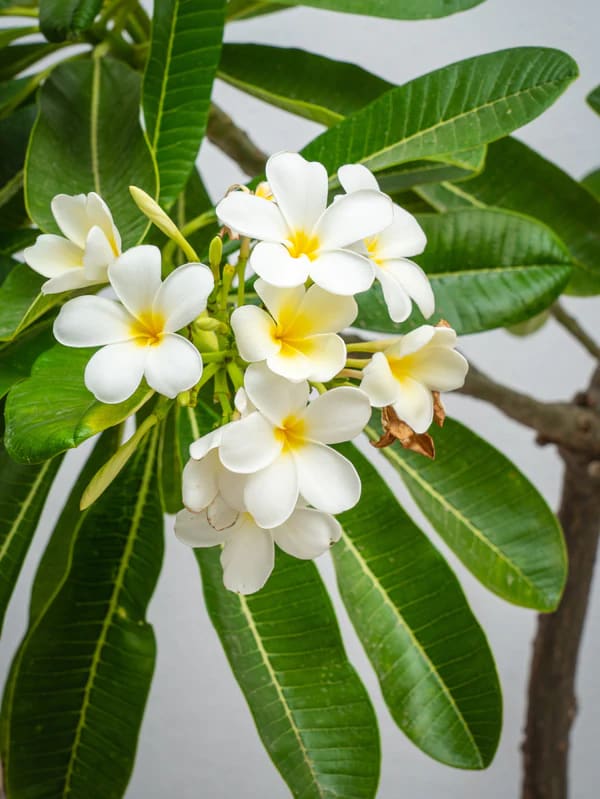 Plumeria Obtusa | Frangipani Plant | Buy in Dubai UAE
