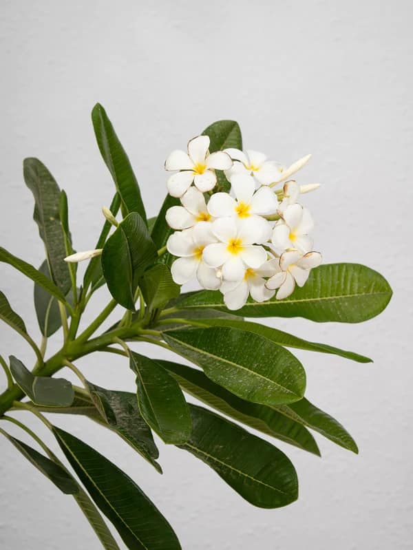 Plumeria Obtusa | Frangipani Plant | Buy in Dubai UAE