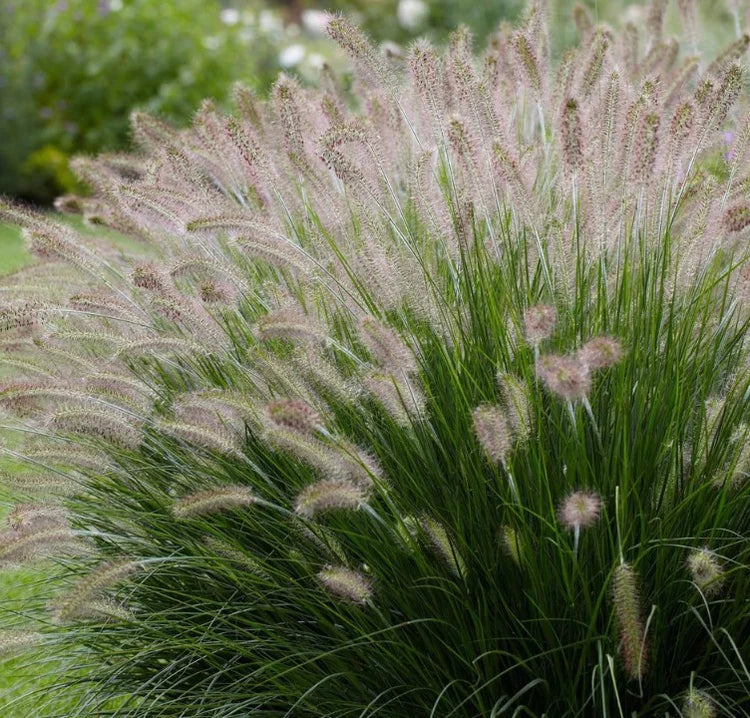 African Fountain Grass | Pennisetum Setaceum | Buy in Dubai UAE