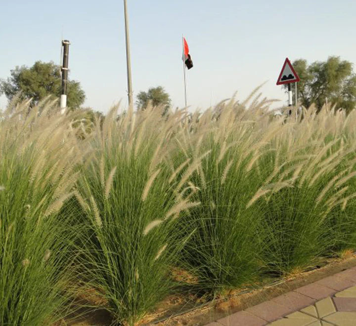 African Fountain Grass | Pennisetum Setaceum | Buy in Dubai UAE