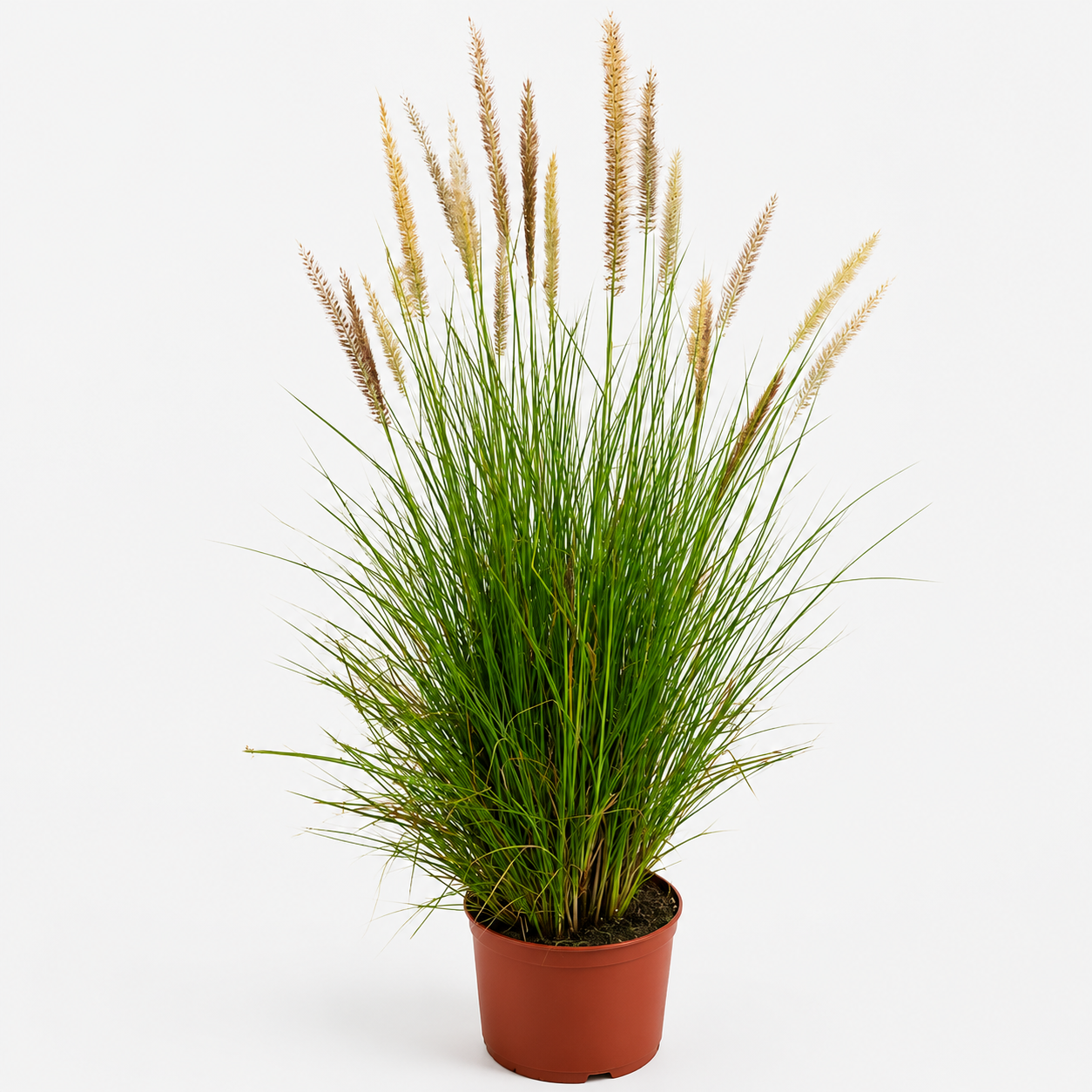 Pennisetum Setaceum (African Fountain Grass) | Tender Fountain Grass in dubi