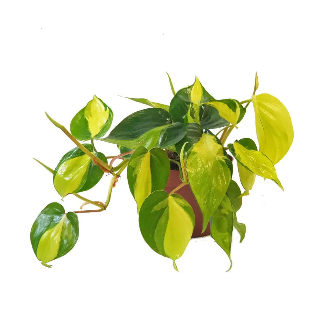 Philodendron Brasil – Indoor Plant