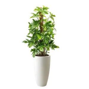 Philodendron Pedatum (Florida Beauty) – Indoor Plant