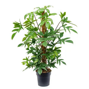 Philodendron Pedatum (Florida Beauty) – Indoor Plant