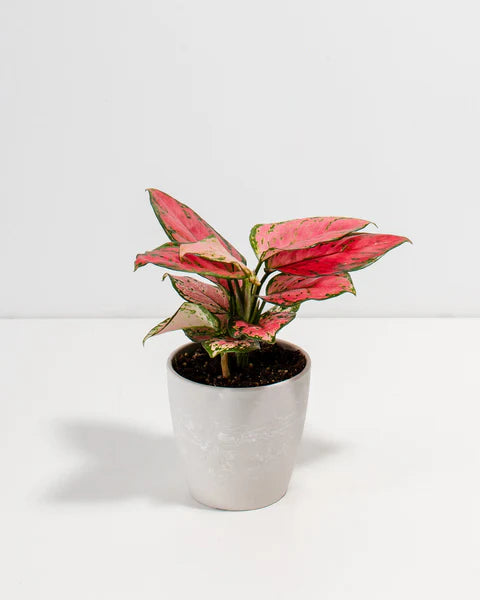 Aglaonema ‘Ruby Pink’ – Indoor small Decorative Plant