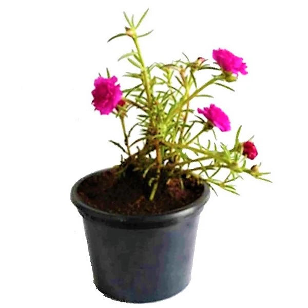 Rose Moss | Portulaca Grandiflora | Live Plant Dubai UAE
