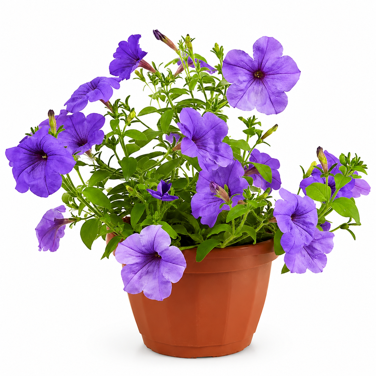 Ruellia Ciliosa (Wild Petunia Small)
