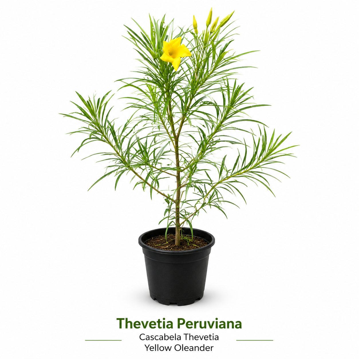 Thevetia Peruviana Plant