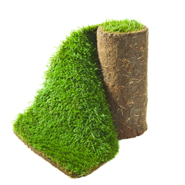 Natural Bermuda Grass Carpet (Price Per Square Meters)