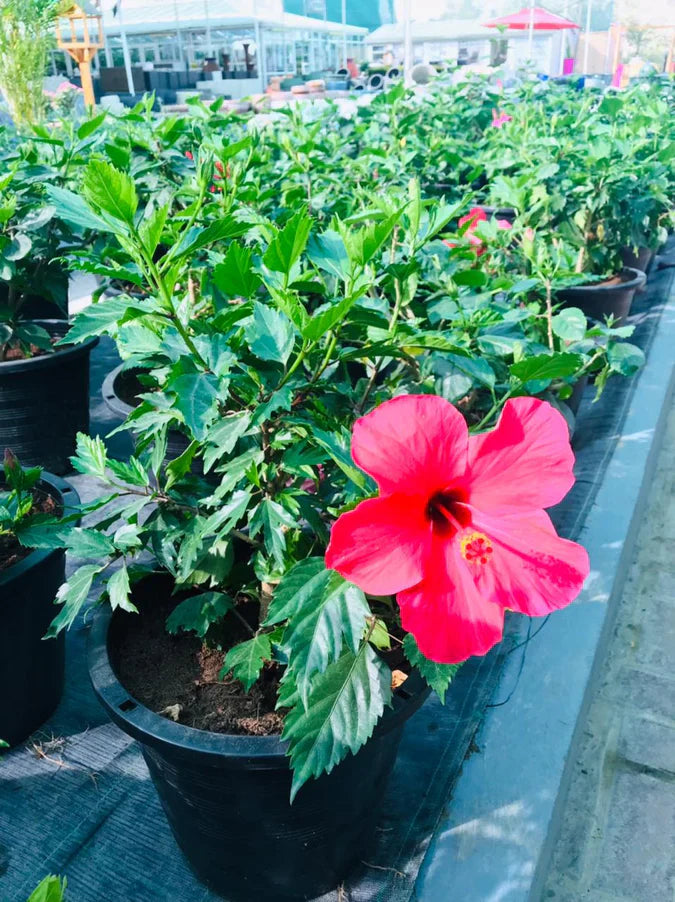 Hibiscus | Malvaceae | Outdoor Flowering Plant | Buy in Dubai UAE