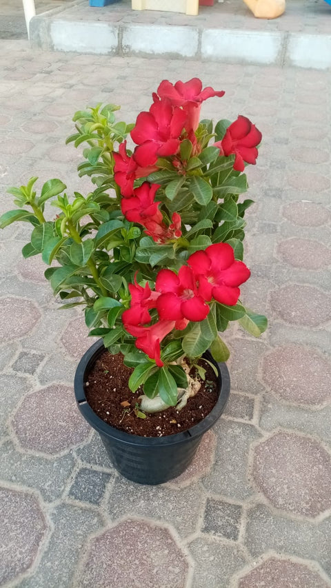 Desert Rose | Adenium Obesum | Buy in Dubai UAE