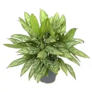 Aglaonema (Silver Queen) - Indoor Plant in Dubai