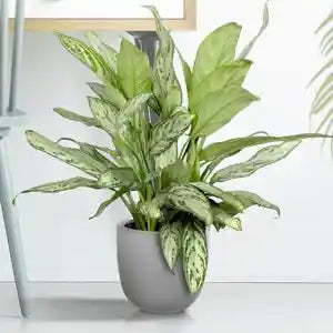 Aglaonema (Silver Queen) - Indoor Plant in Dubai
