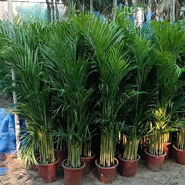 areca palm in dubai
