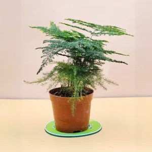 Asparagus Setaceus – Lace Fern (Indoor Plant)
