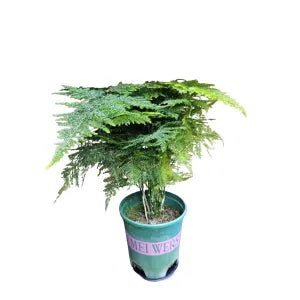Asparagus Setaceus – Lace Fern (Indoor Plant)