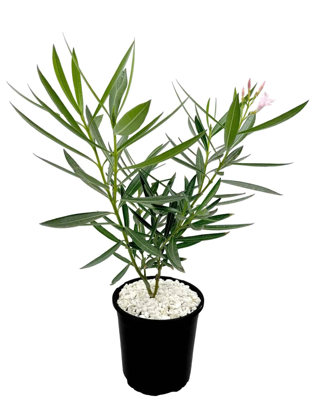 Nerium Oleander | Pink & Red Flower Plant | Buy in Dubai UAE