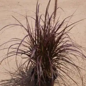 Pennisetum Rubrum (Purple Fountain Grass)