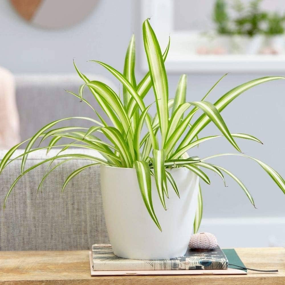 Spider Plant (Chlorophytum comosum) – Indoor Plant