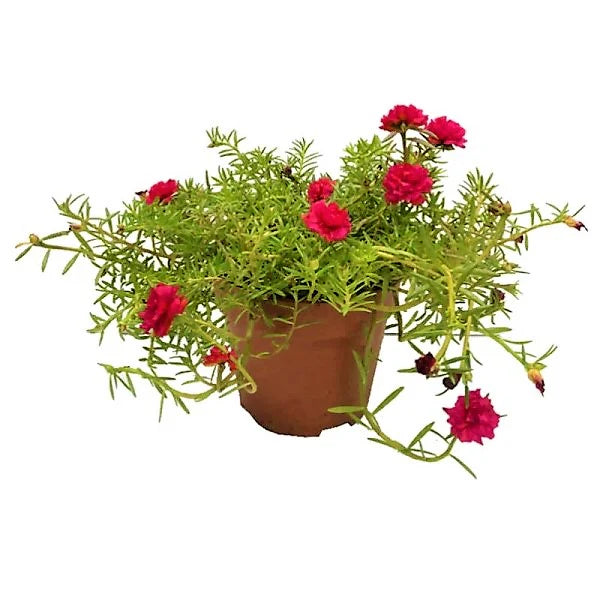 Rose Moss | Portulaca Grandiflora | Live Plant Dubai UAE